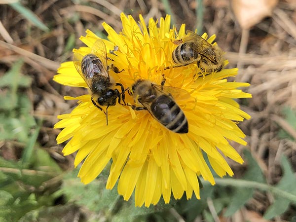 api-douceur apiculteur - Chaux (90)