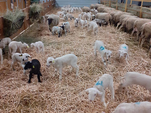 brebis et agneaux aux Bêêles de Lucenans (25)