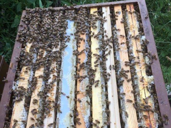 hausse avec cadres et abeilles - rucher de la Miotte 90